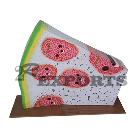 Monocot Stem Model