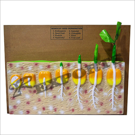 Monocot Seed Germination Model