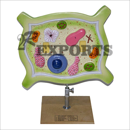 Plant Cell Model