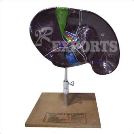 Gall Bladder Model
