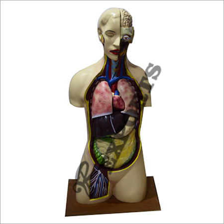 Human Torso Economical Model