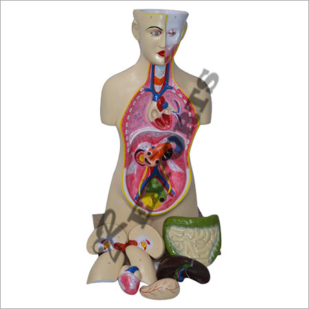 Human Torso Model
