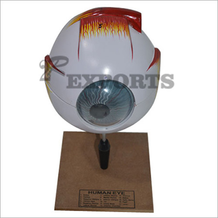 Human Eye Model