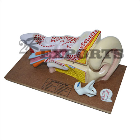 Human Ear Model