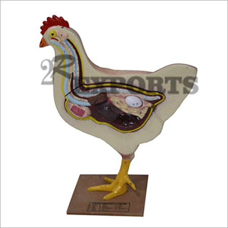 Hen Dissection Model