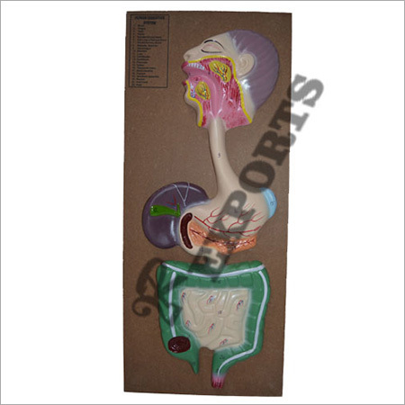 Digestive System Model