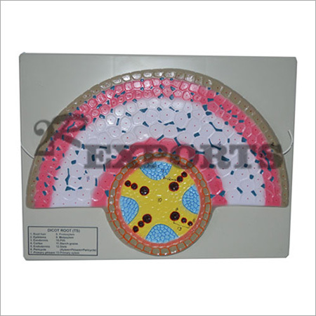 Dicot Root Model