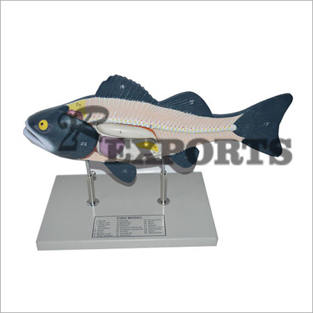 Bony Fish Model