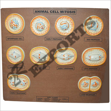 Animal Cell Mitosis Model