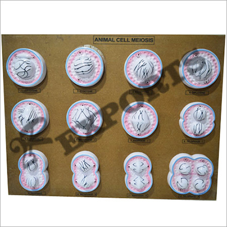 Animal Cell Meiosis Model