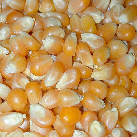 Maize