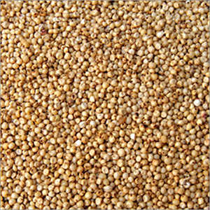 Jowar Seeds