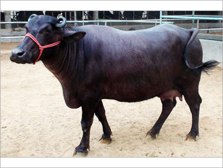 Black Mehsana Buffalo