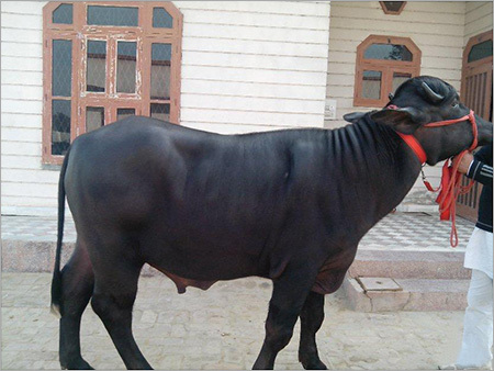 Black Mehsana Buffalo