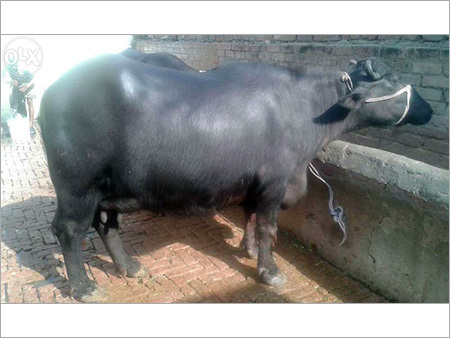 Indian Murrah Buffalo
