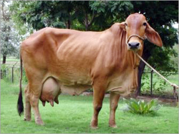 Dairy Cow