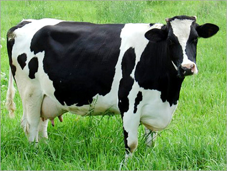 HF Cow
