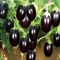 Brinjal