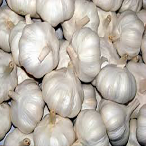Indian Garlic