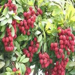 Litchi