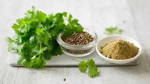 Coriandrum sativum Seed