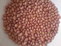 Indian Java Peanuts - Java Counts 50/60 To 140/160, Moisture 6-7%, Aflatoxin Â¤15% Ppb | Cleaned, Low Admixture, Minimal Broken, Discoloration
