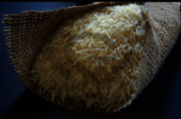 Pusa Basmati Golden Rice