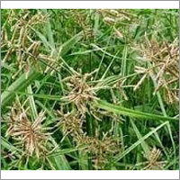 Cypriol Oil - Brown Viscous Liquid, Steam Distillation | Pure Essential Oil, 27% Cyperine, Insect Repellent, Aromatic
