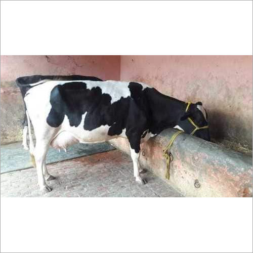 White And Black Hf Cow