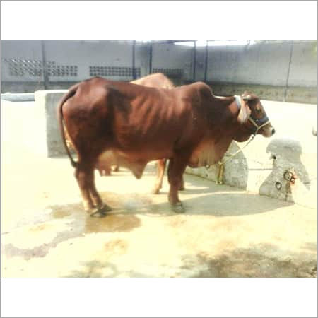 Brown Pure Sahiwal Cow