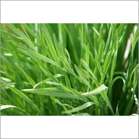 Lemon Grass Oil