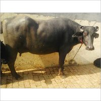 Hisar Murrah Buffalo