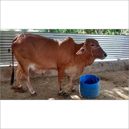 Hisar Sahiwal Cow