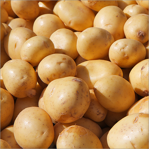 Potato