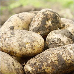 Agrapotatoes