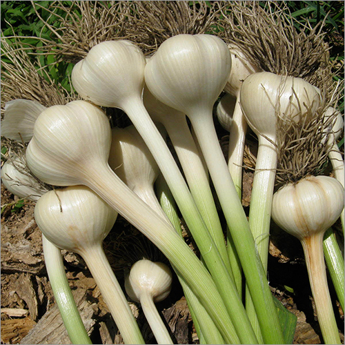 Fresh Garlic