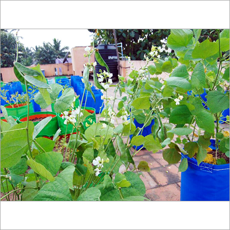 Organic Vegetables