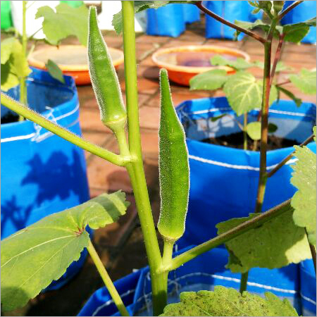 Garden Organic Vegetable