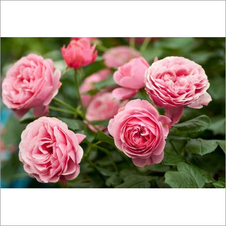 Rose Otto Oil - Rosa damascena, Steam Distilled, Yellow Liquid | Moisturizing, Antioxidant, Anti-Inflammatory, Aromatic, Versatile