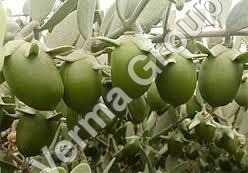 Jojoba Carrier Oil