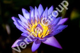 Blue Lotus Absolute Oil