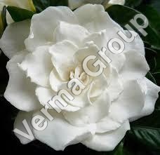 Gardenia Absolute Oil