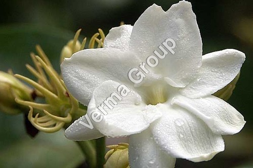 Jasmine Sambac Absolute Oil