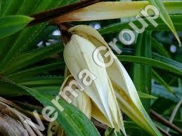 Kewra Absolute Oil