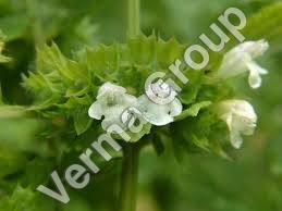 Melissa Phytol Absolute Oil