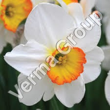 Narcissus Absolute Oil - Solvent Extracted, Dark Green Brown Oily Liquid | Floral Green Aroma, Alcohol Soluble, Flash Point 167°F