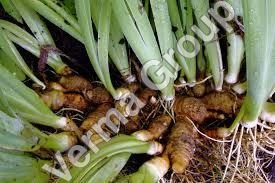 Orris Root Absolute Oil
