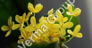 Osmanthus Absolute Oil