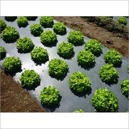 Mulch Films