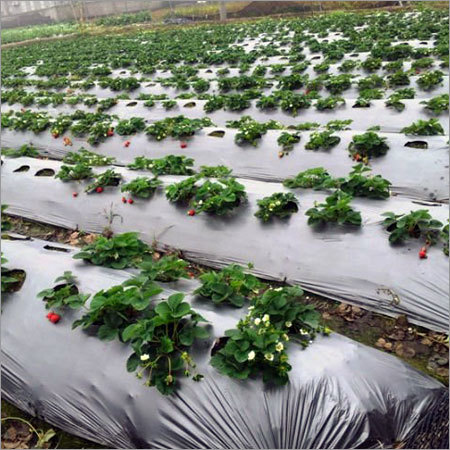 Mulch Film